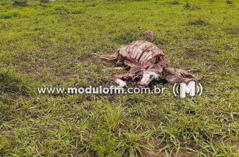 Ladrão mata vaca e rouba a carne na zona...