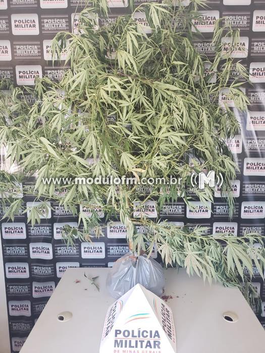 Polícia Militar prende autor por Cultivo de Pé de...