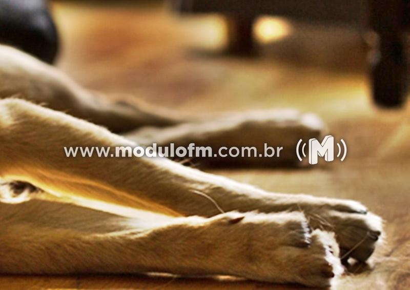 Moradora denuncia cães mortos por envenenamento em Salitre de...
