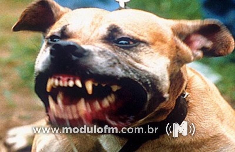 Cão é capturado pelos bombeiros após tentar atacar família em fazenda