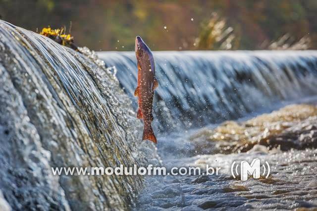 Período da piracema começa em novembro e vai até...