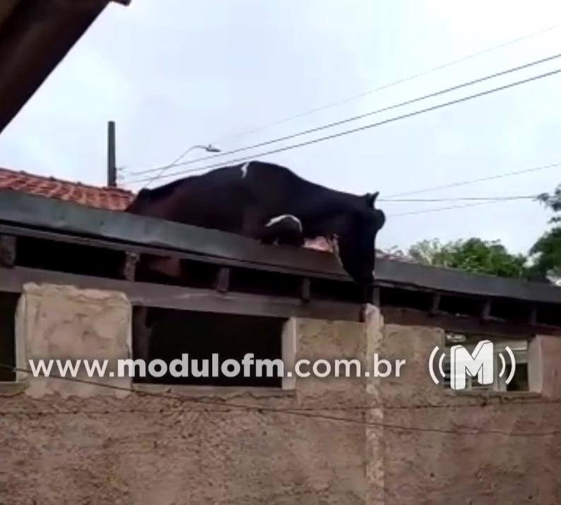 Veja o vídeo: Vaca louca vai parar em telhado...