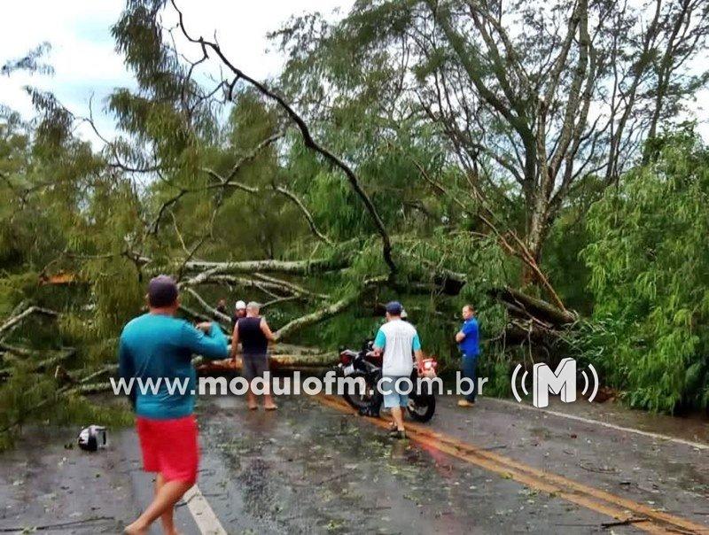 Imagem 1 do post Temporal derruba árvores e interdita BR-365
