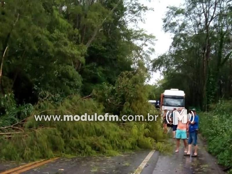 Imagem 2 do post Temporal derruba árvores e interdita BR-365