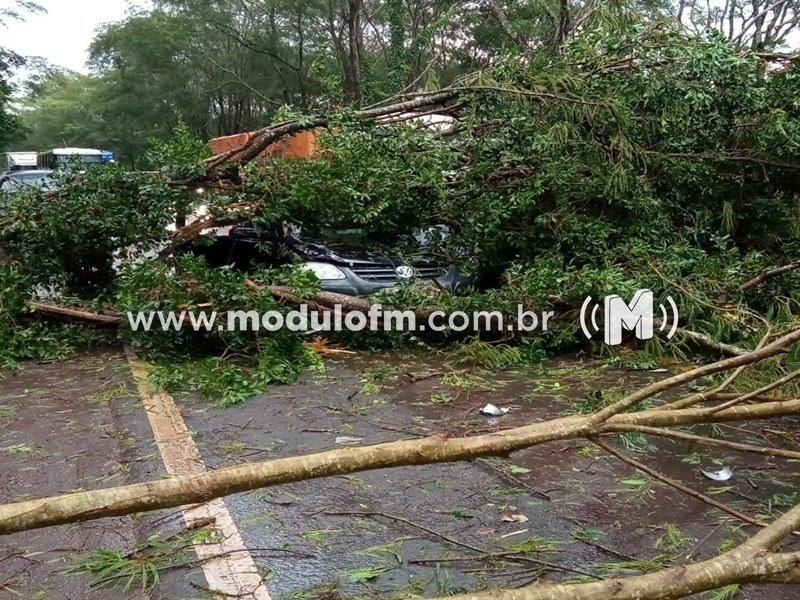 Temporal derruba árvores e interdita BR-365