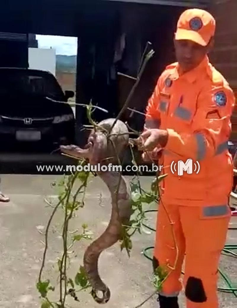 Imagem 1 do post Corpo de Bombeiros captura jiboia