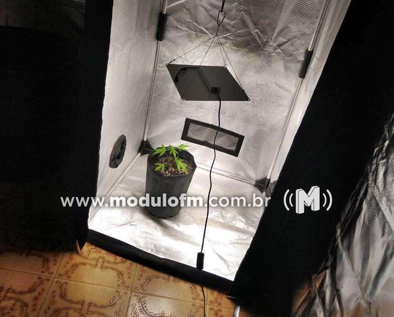 PM flagra cultivo de maconha em estufa no bairro...