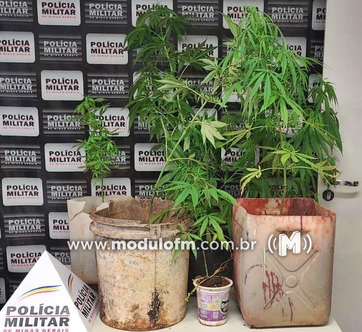 PM encontra plantação de maconha em residência e prende...