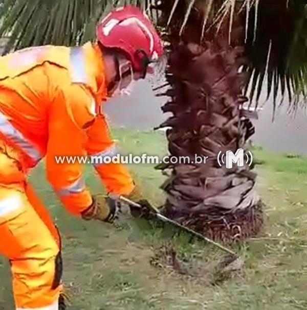 Veja o vídeo: Jiboia de 2 metros é capturada...