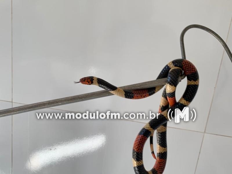Cobra Coral é encontrada dentro de residência no bairro...