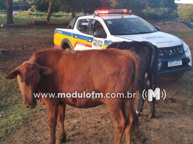 Criminosos invadem fazenda e tentam furtar gado durante a...