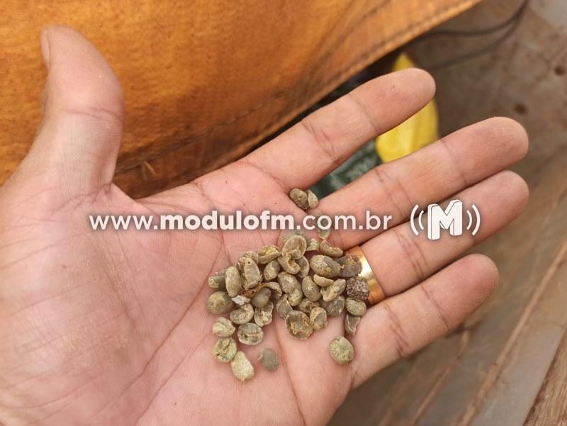 Imagem 2 do post PM de Serra do Salitre intercepta e recupera carga café furtado em Patrocínio e prende quatro homens