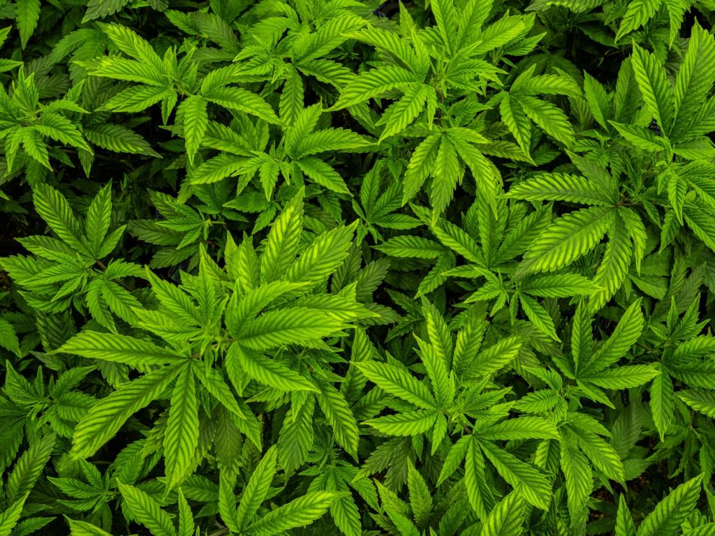 Foragido da Justiça é preso em Patrocínio com plantação de maconha