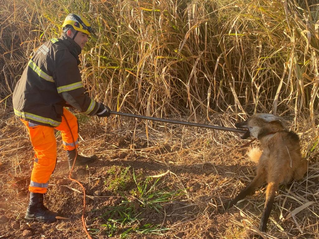 Imagem 1 do post Lobo-guará debilitado é resgatado pelo Corpo de Bombeiros às margens da BR-365 em Patrocínio