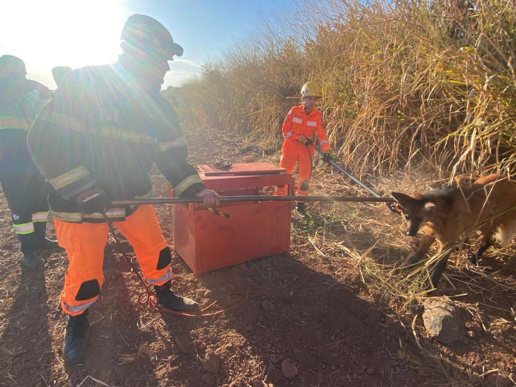 Lobo-guará debilitado é resgatado pelo Corpo de Bombeiros às margens da BR-365 em Patrocínio