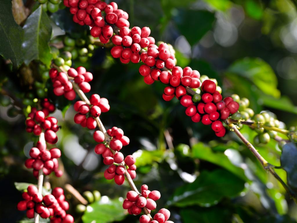 OPINIÃO: EUA E O CAFÉ BRASILEIRO