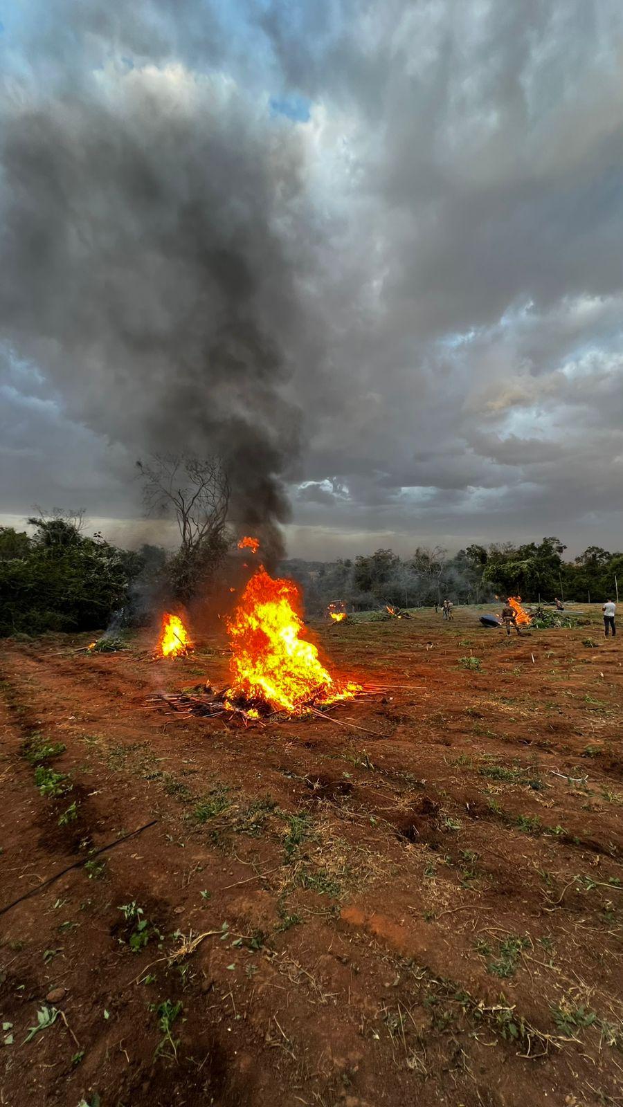 Imagem 1 do post PM descobre plantação com 6 mil pés de maconha em Patrocínio durante a Operação Mandrágora