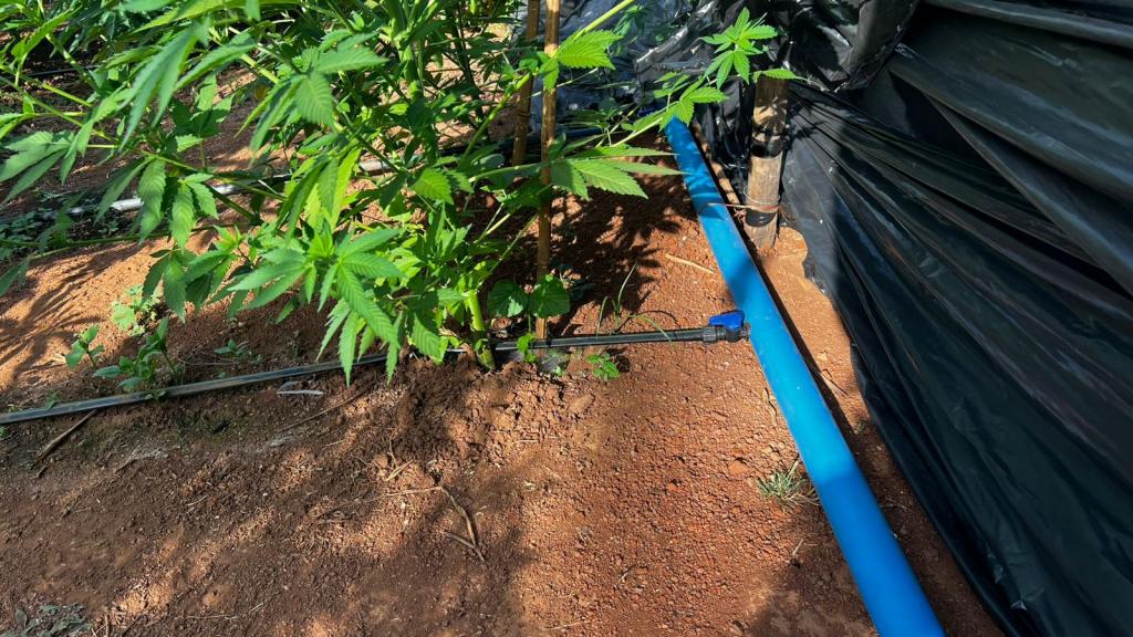 Imagem 3 do post PM descobre plantação com 6 mil pés de maconha em Patrocínio durante a Operação Mandrágora