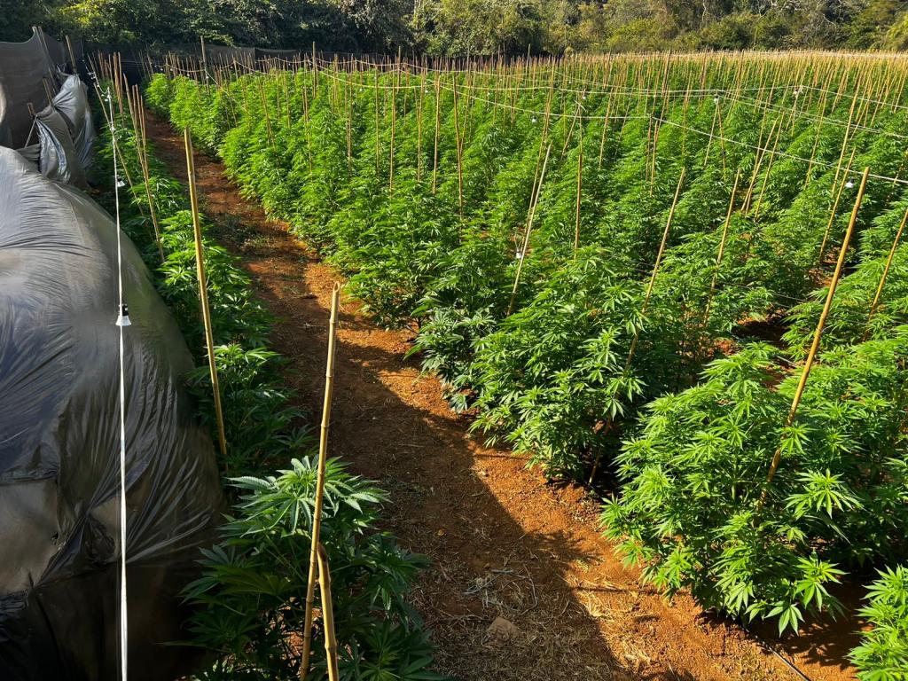 PM descobre plantação com 6 mil pés de maconha em Patrocínio durante a Operação Mandrágora
