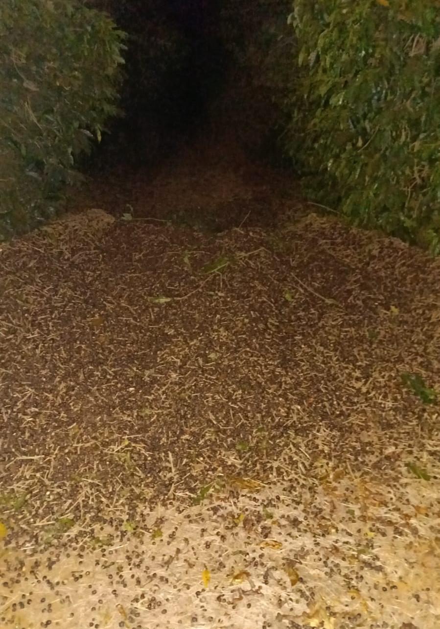 Imagem 3 do post Funcionário é preso suspeito de furtar carga de café em fazenda de Patrocínio