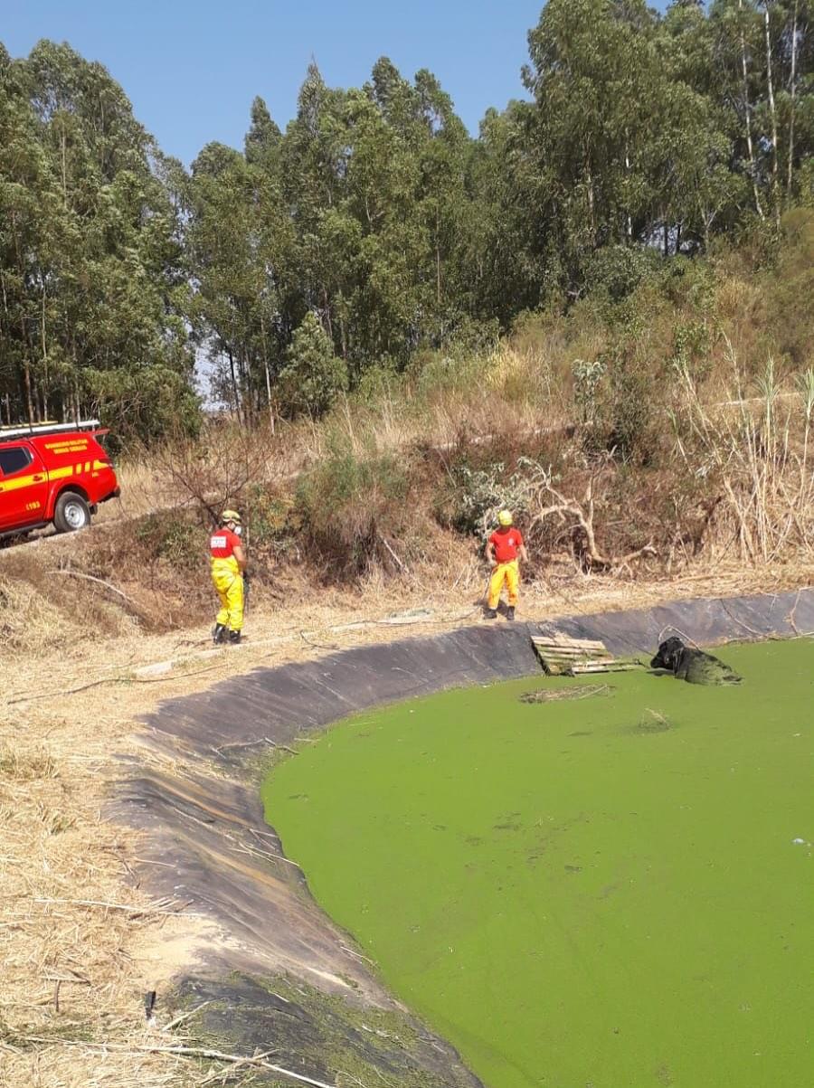 Imagem 1 do post Boi cai em estação de esgoto da penitenciária em Patrocínio e mobiliza resgate pelos bombeiros