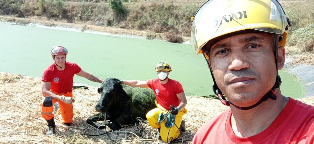 Boi cai em estação de esgoto da penitenciária em...