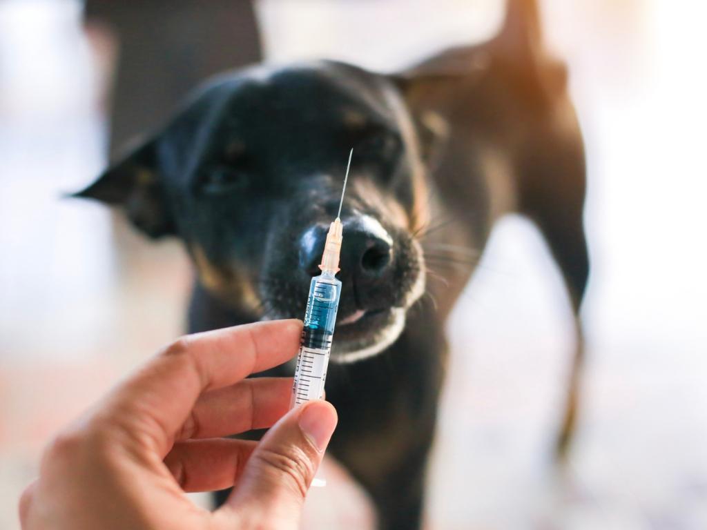 Campanha Antirrábica 2025 segue até 20 de setembro em...