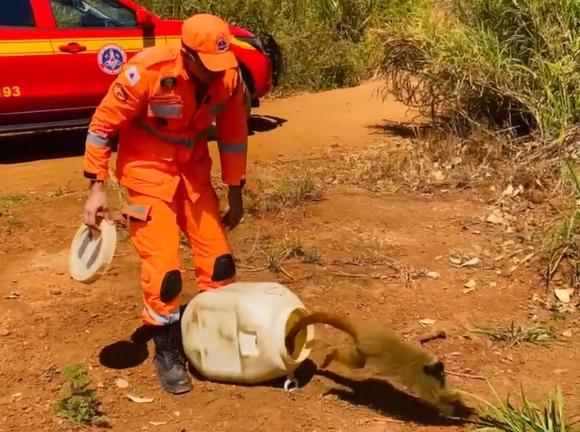 Macaco-prego é resgatado em Guimarânia e devolvido à natureza