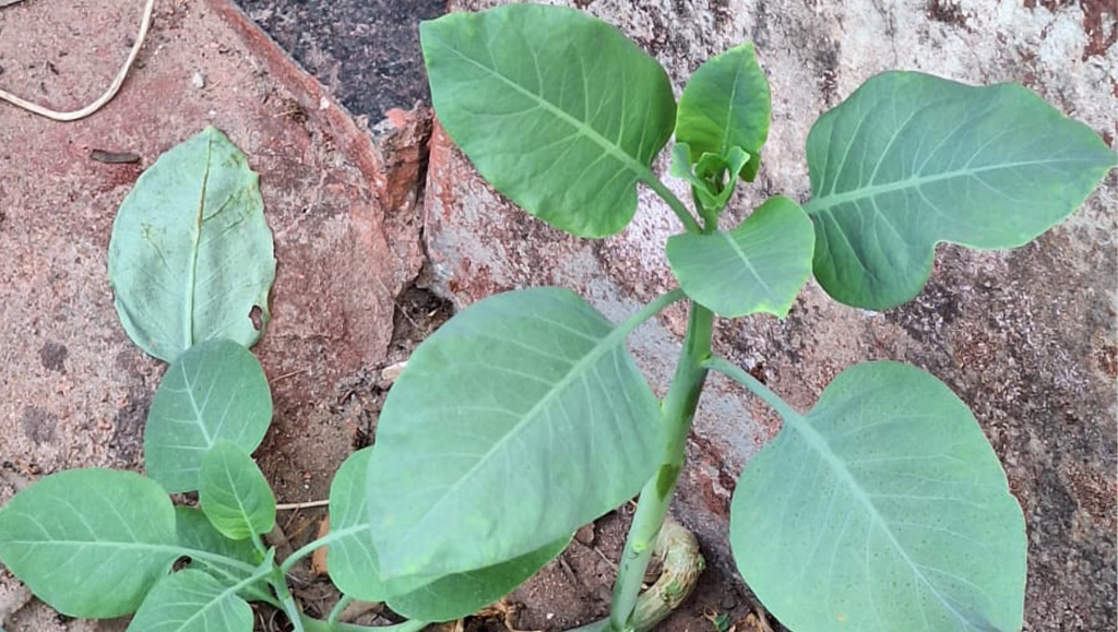 Família é socorrida após possível intoxicação por planta na...