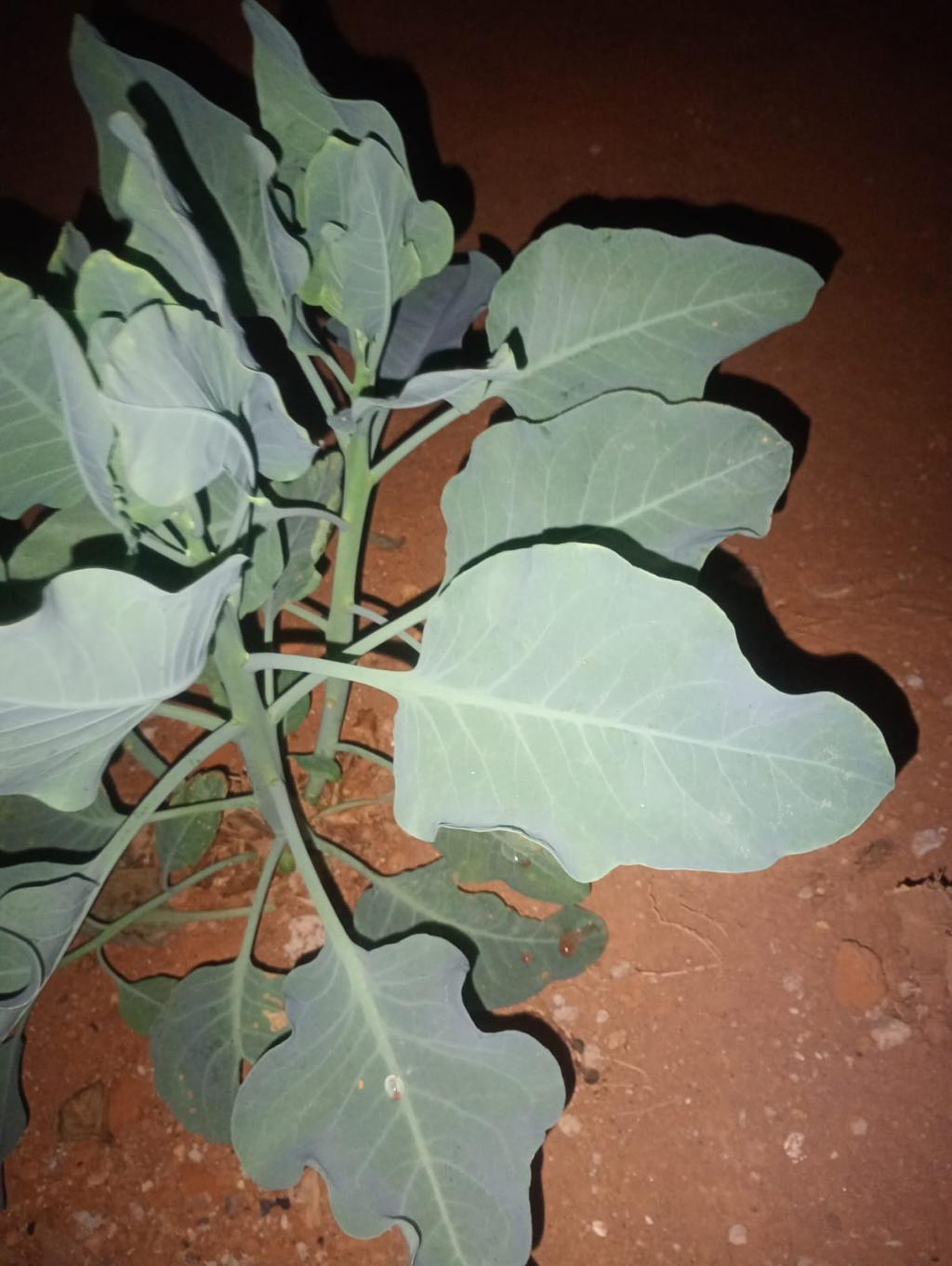 Imagem 4 do post Idoso se recupera de intoxicação com falsa couve e três vítimas seguem entubadas na UTI, diz secretária de Saúde