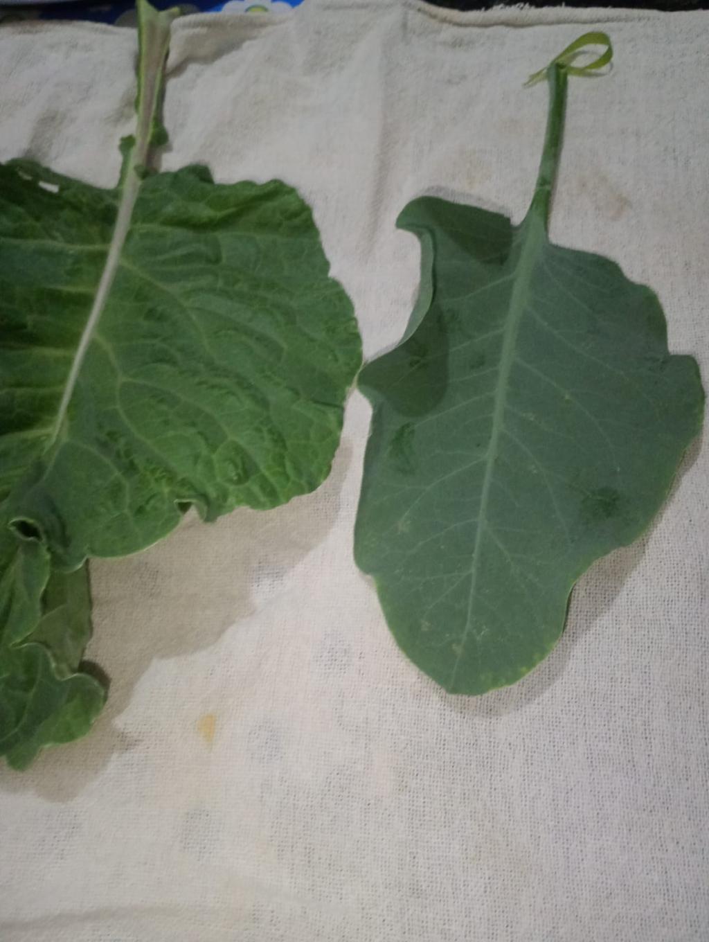 Imagem 1 do post Idoso se recupera de intoxicação com falsa couve e três vítimas seguem entubadas na UTI, diz secretária de Saúde