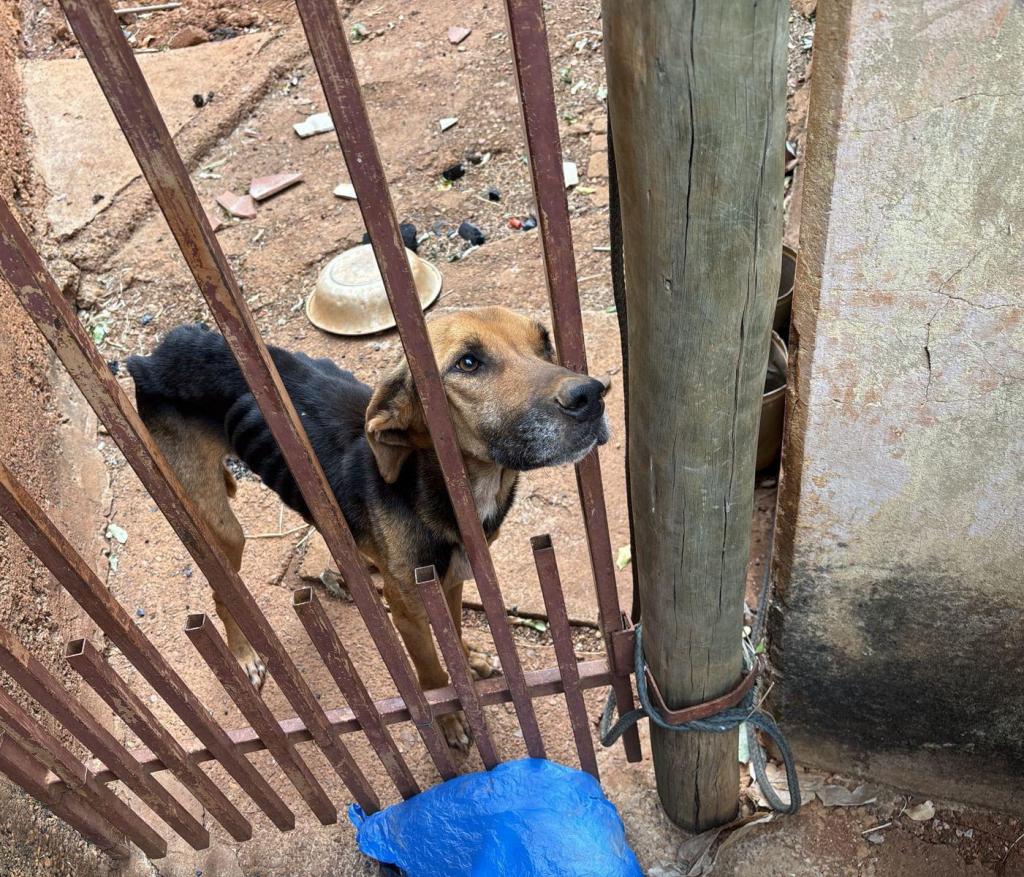 Imagem 1 do post Maus-tratos de animal: cão é resgatado após meses de abandono em Coromandel
