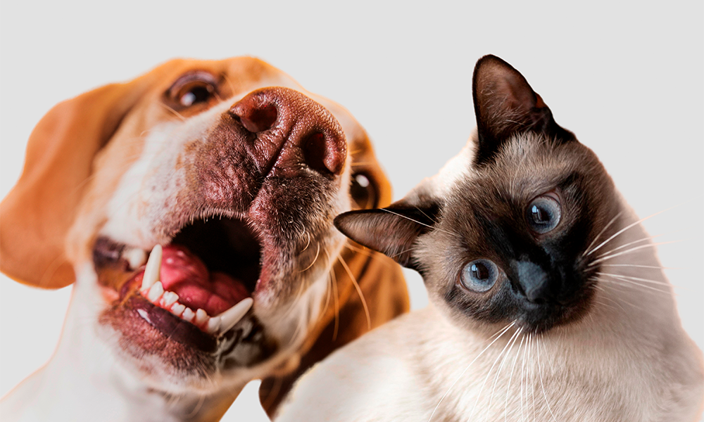 Município declara área de utilidade pública para implantação de Hospital Veterinário