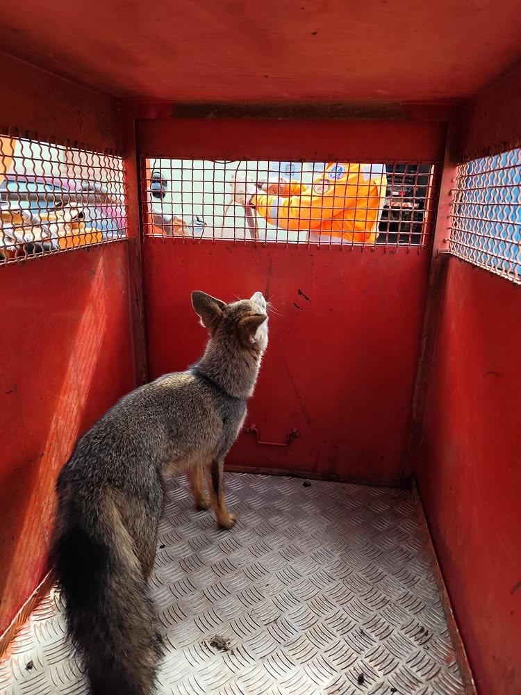 Imagem 1 do post Raposa é capturada em oficina e devolvida à natureza em Patrocínio