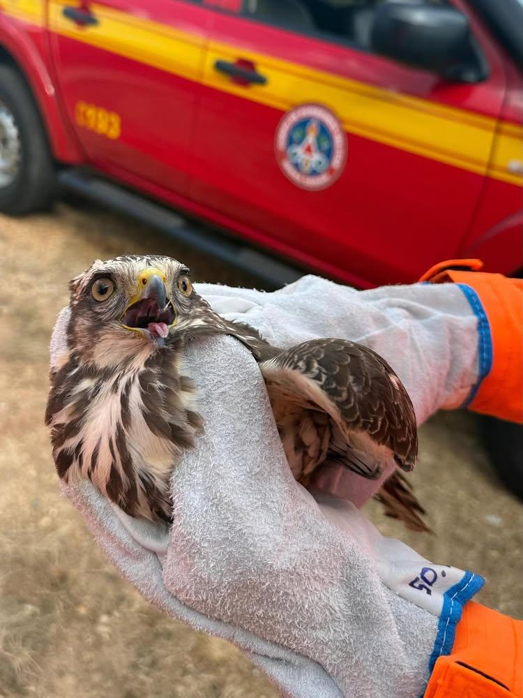 Gavião é resgatado após ser encontrado dentro de estabelecimento comercial em Patrocínio