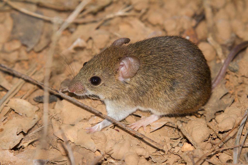 Minas Gerais registra em Carmo do Paranaíba primeira morte por hantavírus em 2026