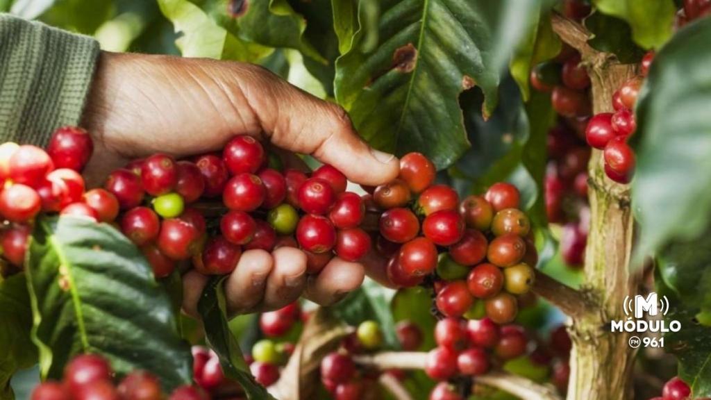 Safra de café 2026 começa em Patrocínio e região; veja expectativas e...